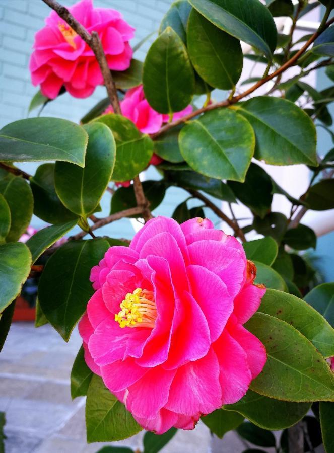 Il Giardino All'Angolo Villacidro エクステリア 写真